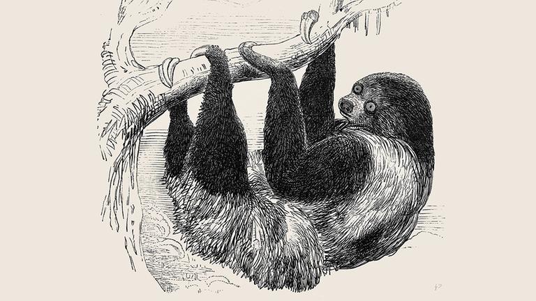Illustration eines Faultiers. Illustration eines Faultiers.