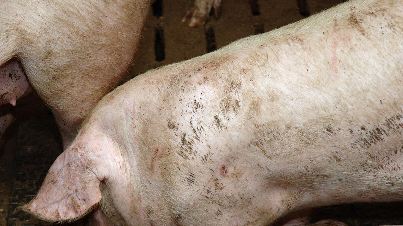 Schweinemast in Deutschland: Dieses Tier leidet unter seinem eigenen Körpergewicht und kann sich nur mit Mühe aufrichten. Schweinemast in Deutschland: Dieses Tier leidet unter seinem eigenen Körpergewicht und kann sich nur mit Mühe aufrichten.