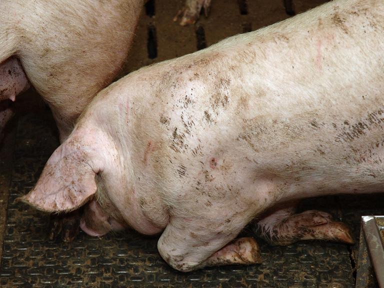 Schweinemast in Deutschland: Dieses Tier leidet unter seinem eigenen Körpergewicht und kann sich nur mit Mühe aufrichten. 