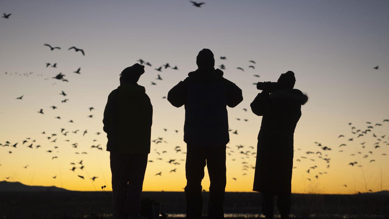 Vogelbeobachter beobachten den Flug der Schneegänse im Morgengrauen in New Mexiko. Vogelbeobachter beobachten den Flug der Schneegänse im Morgengrauen in New Mexiko.