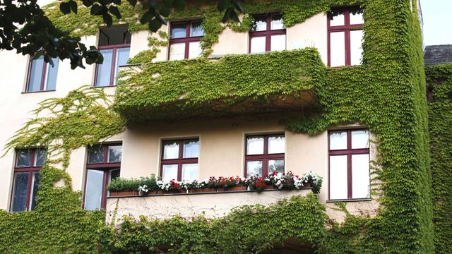 Berlin Kreuzberg- begrünte Hausfassaden mit Balkonen.