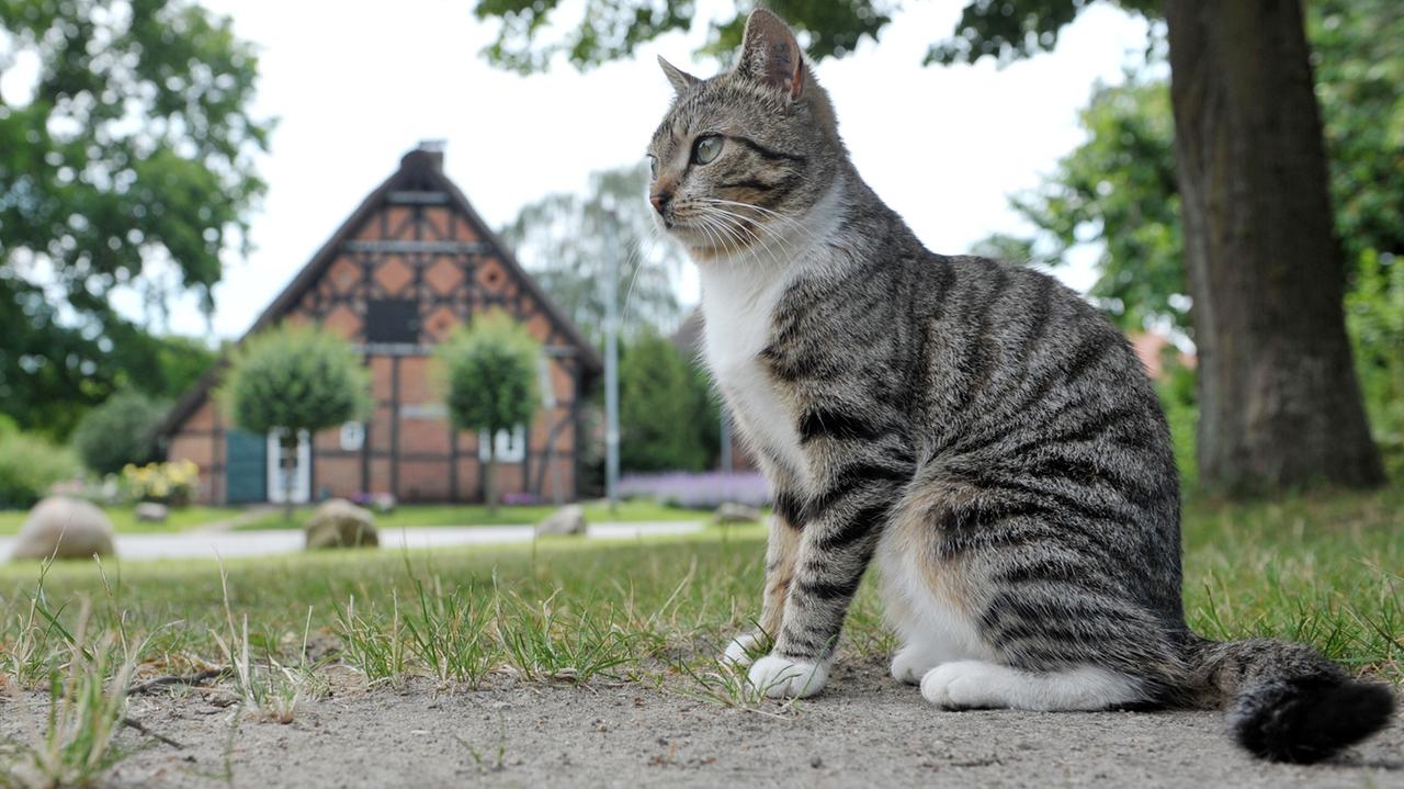 Eine Katze sitzt  in Jameln im Wendland auf dem zentralen Platz in dem historischen Rundlingsdorf.