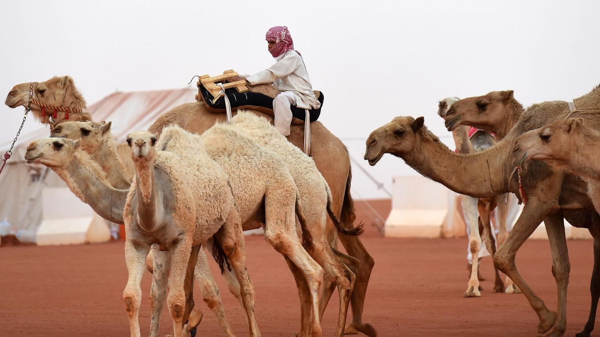 Ein saudischer Junge führt mehrere Kamele. Hier auf dem jährlichen Kamelfestival in Rumah, Saudi-Arabien.