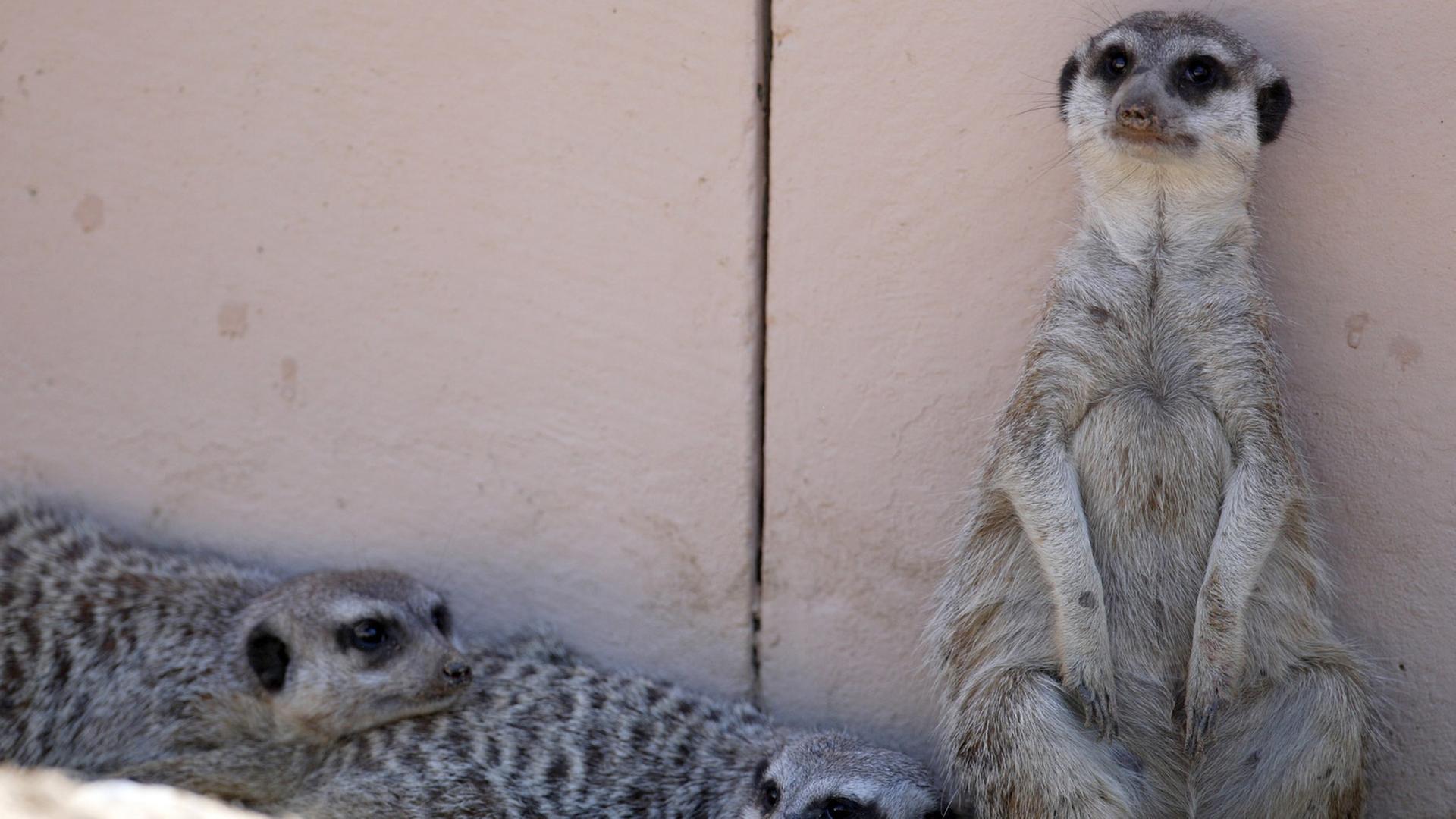 Erdmännchen in einem Zoo Erdmännchen in einem Zoo