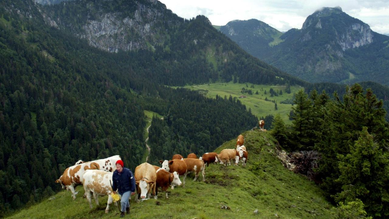 Die Sennerin Lisa Schlagbauer mit ihren Kühen auf einem Bergkamm auf der Rampoldalm in Oberbayern am 15.07.2004.