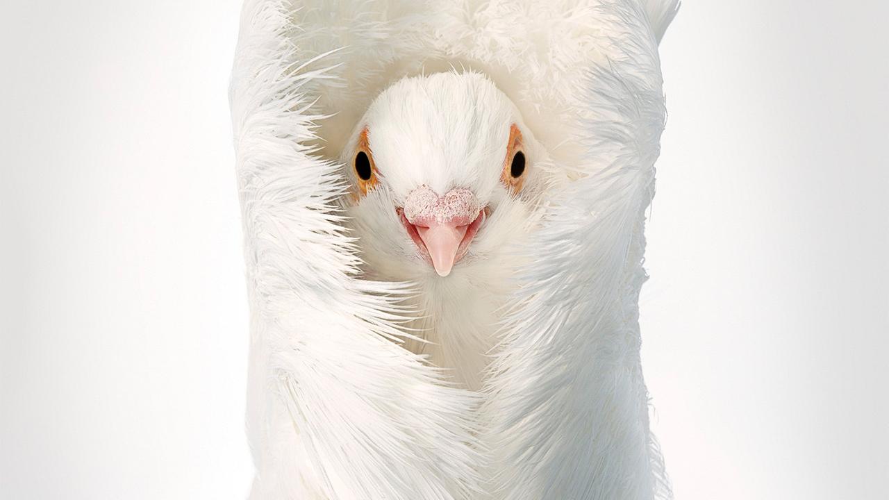 Portraitaufnahme einer Jacobin Taube vor weißem Hintergrund. Portraitaufnahme einer Jacobin Taube vor weißem Hintergrund.