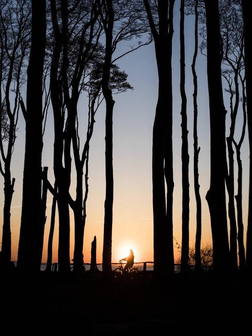 Die Sihouette eines Radfahrers im Gespensterwald in Nienhagen. Im Hintergrund geht die Sonne über der Ostsee unter.