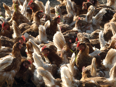 Frei laufende braune Hühner auf einer Farm in Niedersachsen Frei laufende braune Hühner auf einer Farm in Niedersachsen