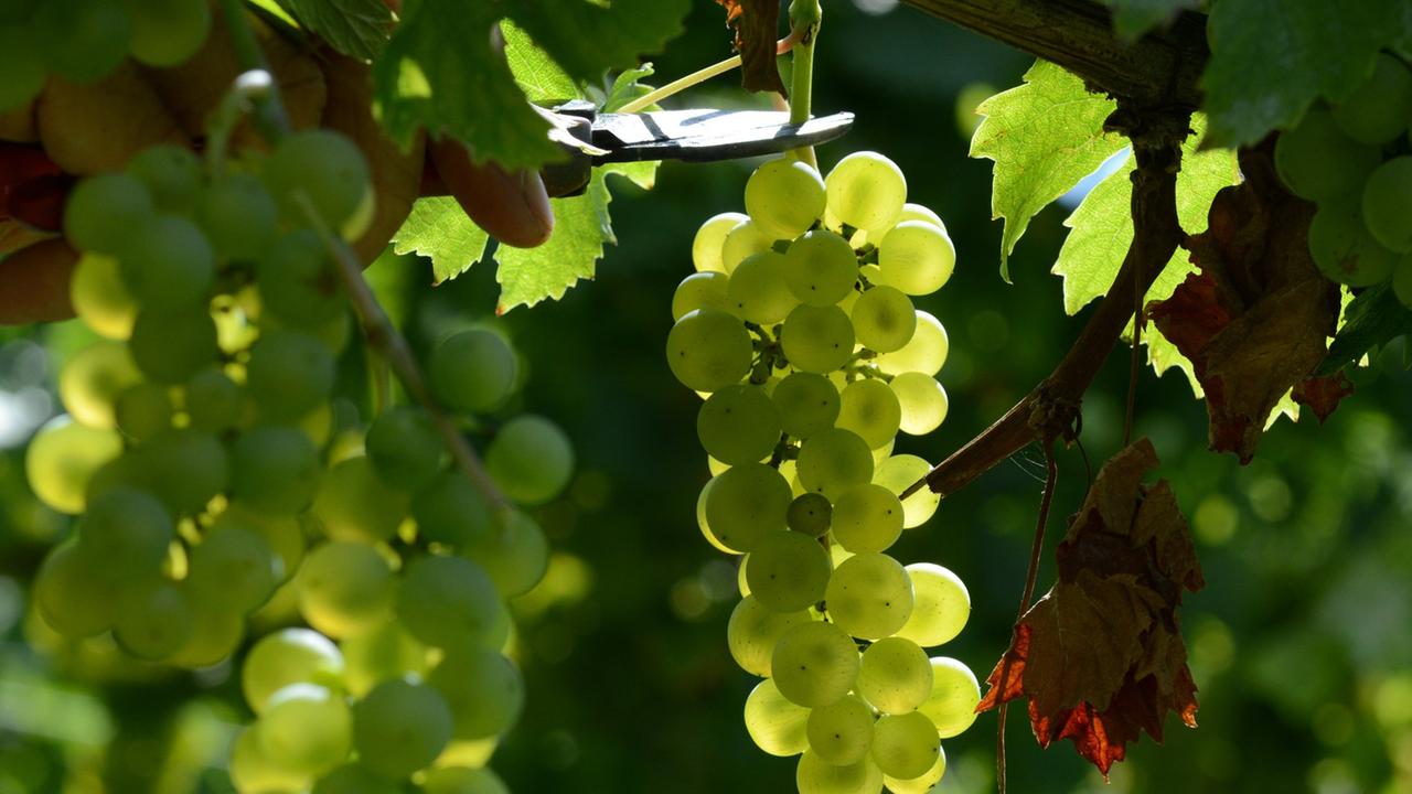 Trauben der Sorte Müller-Thurgau hängen im Weinberg in Hohberg-Diersburg (Baden-Württemberg) vor Beginn der Weinlese am Rebstock. Trauben der Sorte Müller-Thurgau hängen im Weinberg in Hohberg-Diersburg (Baden-Württemberg) vor Beginn der Weinlese am Rebstock.