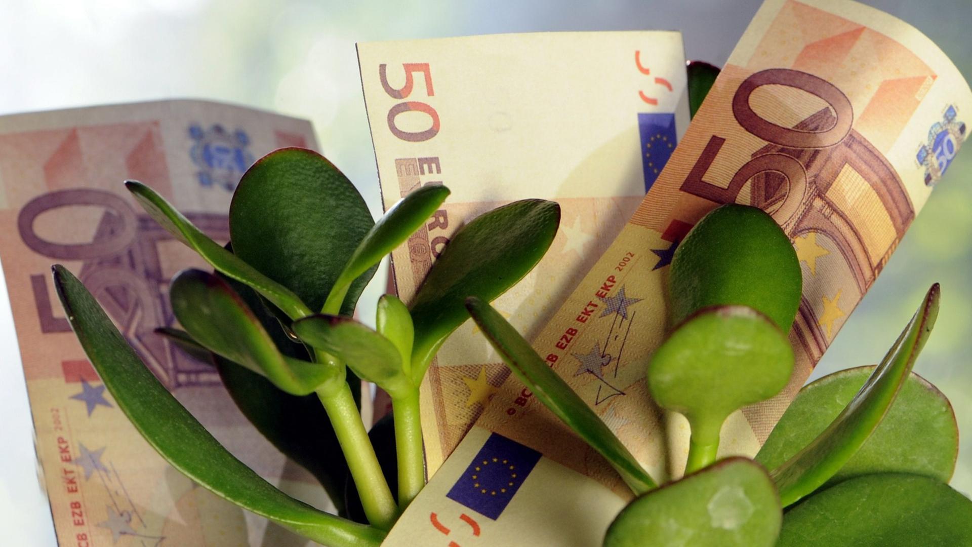 Einige 50-Euro-Steine stecken in einem Blumentopf mit einer Sukkulente Einige 50-Euro-Steine stecken in einem Blumentopf mit einer Sukkulente