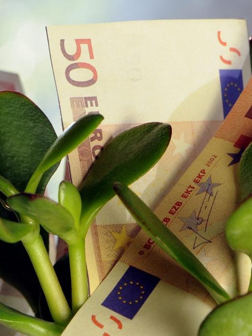 Einige 50-Euro-Steine stecken in einem Blumentopf mit einer Sukkulente