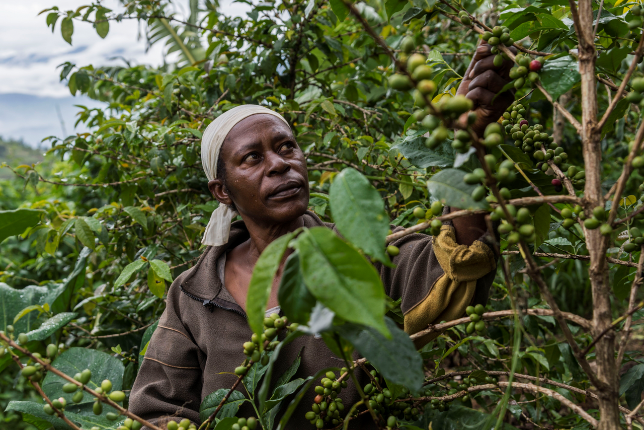 Kaffeebäuerin Laurence Mukakabera prüft Kaffeekischen vor der Ernte Kaffeebäuerin Laurence Mukakabera prüft Kaffeekischen vor der Ernte