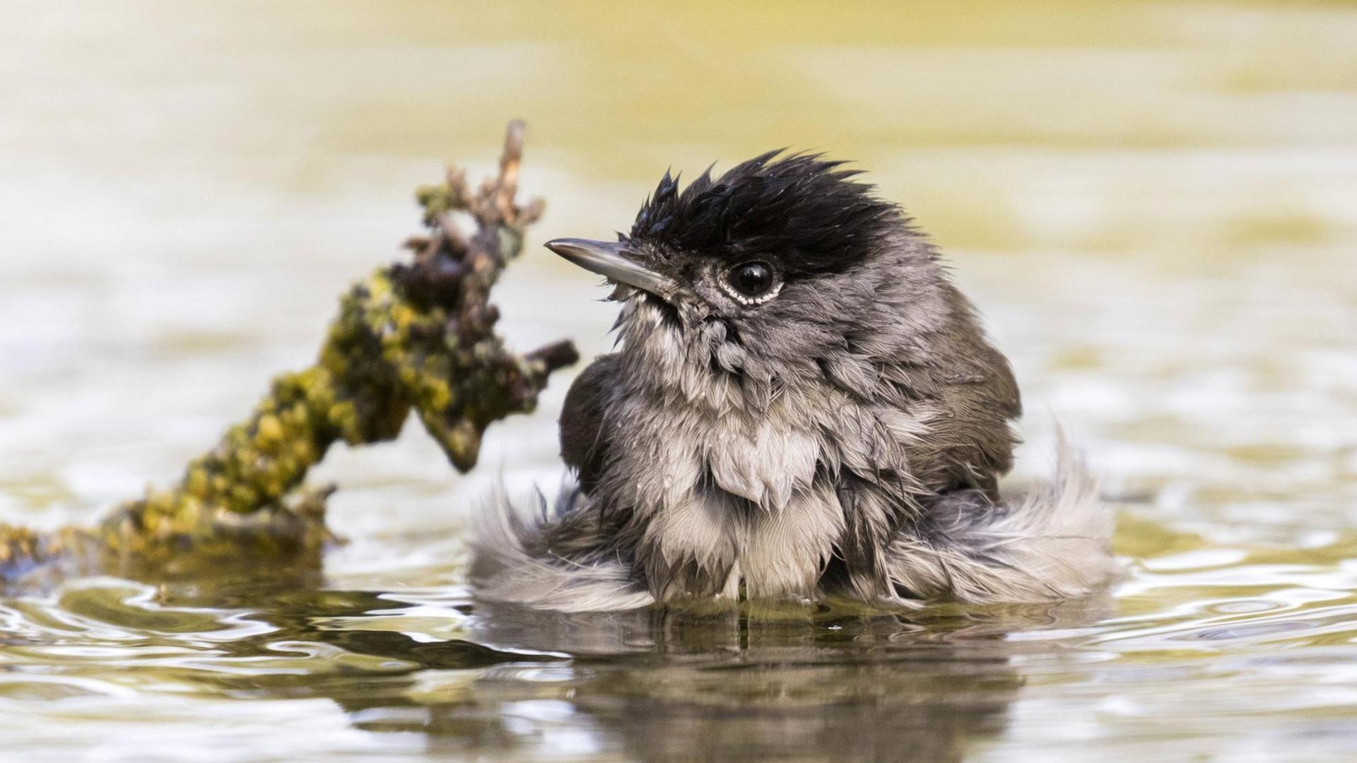 Ein Mönchsgrasmücken-Männchen badet an einer Wasserstelle. Ein Mönchsgrasmücken-Männchen badet an einer Wasserstelle.