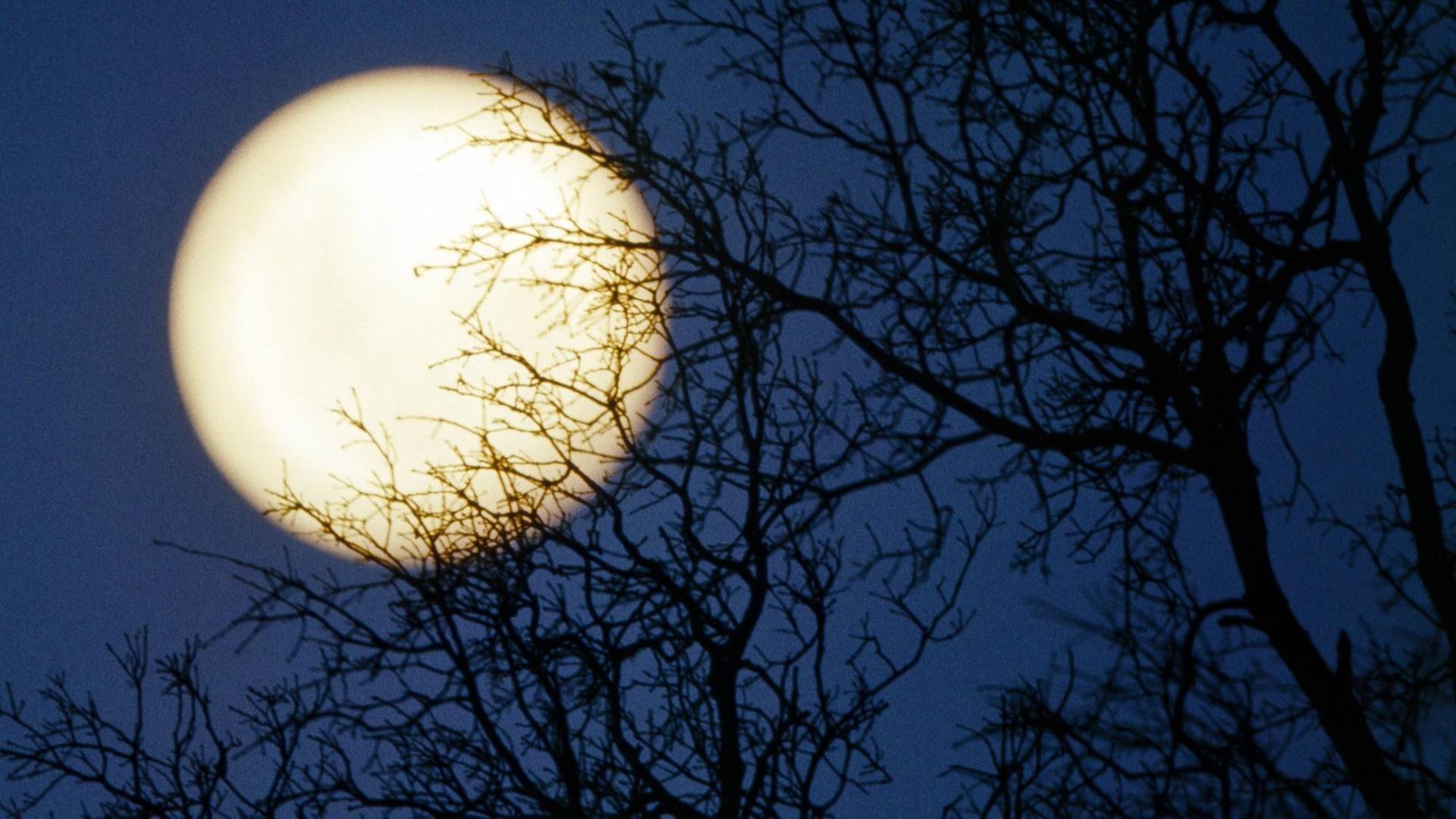Hinter lichter Baumkulisse steht der Vollmond am Nachthimmel Hinter lichter Baumkulisse steht der Vollmond am Nachthimmel