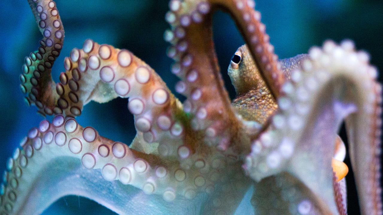 Oktopus Franz beobachtet am 06.12.2012 in einem der Aquarien des SeaLife in Timmendorfer Strand (Schleswig-Holstein) die Besucher. Oktopus Franz beobachtet am 06.12.2012 in einem der Aquarien des SeaLife in Timmendorfer Strand (Schleswig-Holstein) die Besucher.