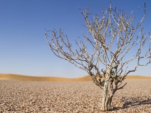 Ein einzelner Baum ohne Blätter in einer Wüstenlandschaft. Der Boden ist bedeckt von Steinen, im Hintergrund sind Dünen und blauer Himmel zu sehen.