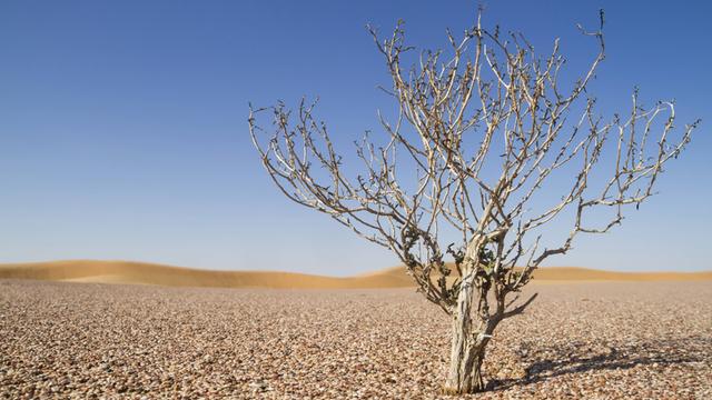 Ein einzelner Baum ohne Blätter in einer Wüstenlandschaft. Der Boden ist bedeckt von Steinen, im Hintergrund sind Dünen und blauer Himmel zu sehen.