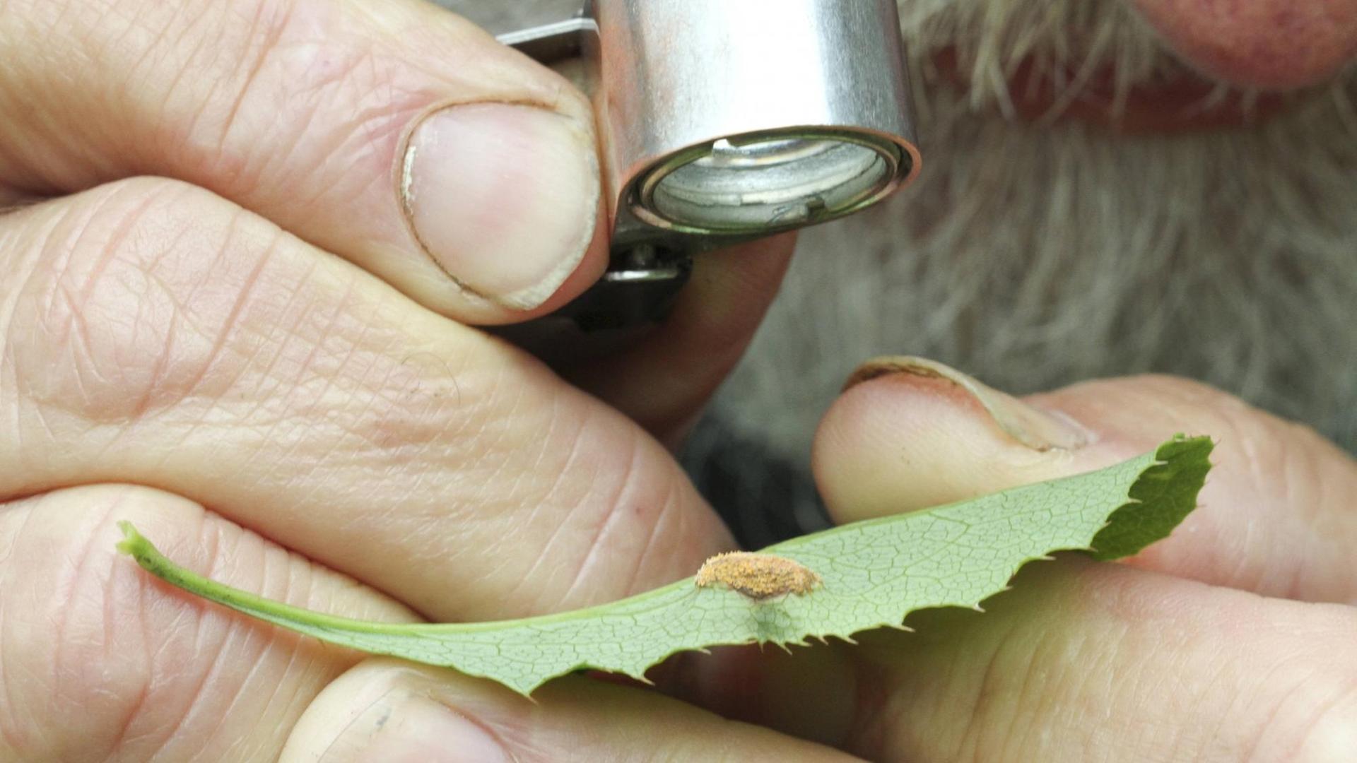 Ein Botaniker in Großbritannien versucht, auf einem Blatte den Pilz Getreideschwarzrost zu identifizieren, der die Getreideernte bedroht. Ein Botaniker in Großbritannien versucht, auf einem Blatte den Pilz Getreideschwarzrost zu identifizieren, der die Getreideernte bedroht.
