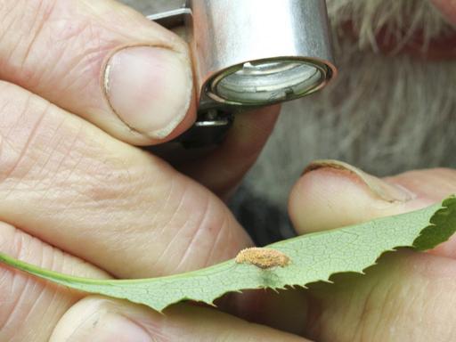 Ein Botaniker in Großbritannien versucht, auf einem Blatte den Pilz Getreideschwarzrost zu identifizieren, der die Getreideernte bedroht.