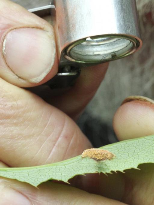 Ein Botaniker in Großbritannien versucht, auf einem Blatte den Pilz Getreideschwarzrost zu identifizieren, der die Getreideernte bedroht.