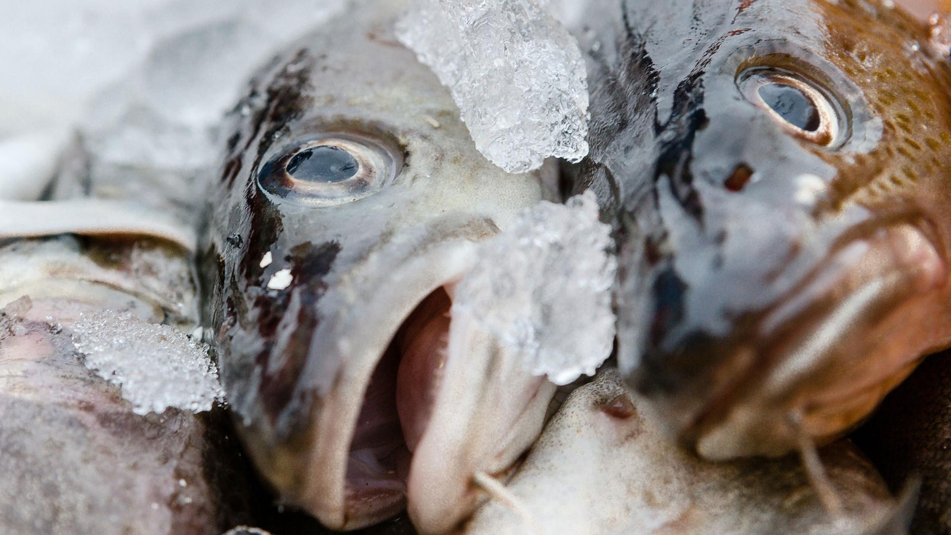 Zwei Dorsche liegen nach dem Anlanden in Heiligenhafen (Schleswig-Holstein) in einer Kiste mit Eis. Zwei Dorsche liegen nach dem Anlanden in Heiligenhafen (Schleswig-Holstein) in einer Kiste mit Eis.