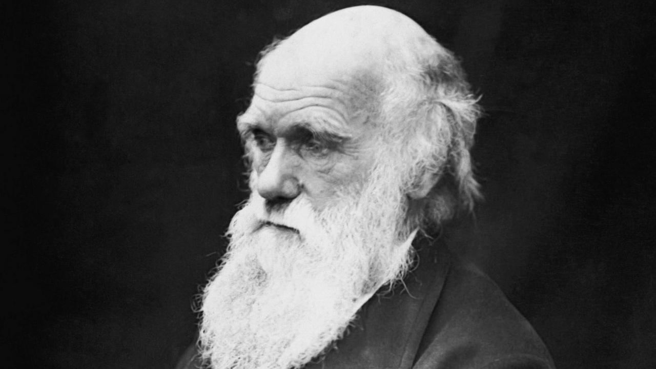 Eine Fotografie des britischen Naturforschers und Geologen Charles Darwin, ein alter Mann mit langem weißem Bart Eine Fotografie des britischen Naturforschers und Geologen Charles Darwin, ein alter Mann mit langem weißem Bart