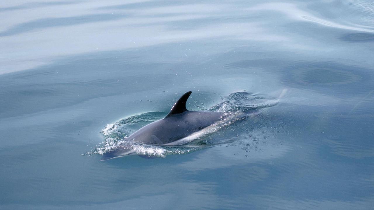Ein Weißseitendelfin (Lagenorhynchus acutus) schwimmt im Ozean. Ein Weißseitendelfin (Lagenorhynchus acutus) schwimmt im Ozean.