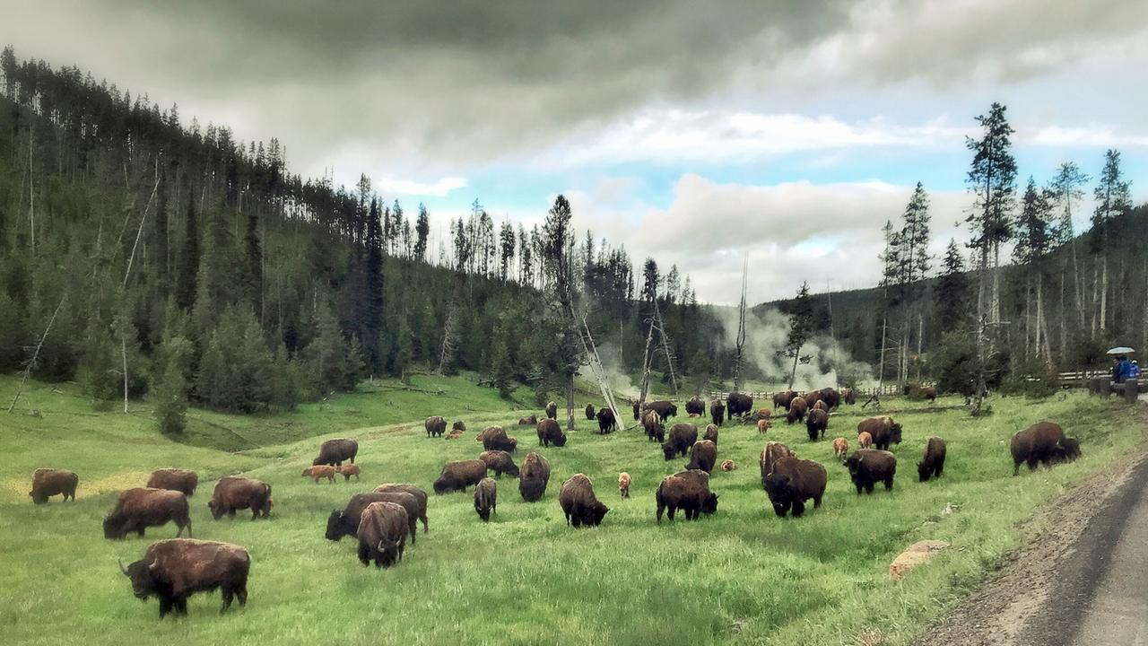 05.07.2018, USA, Canyon Village: Bisons grasen nahe Devils Den abseits der Grand Loop Road. Foto: Soeren Stache/dpa-Zentralbild/ZB