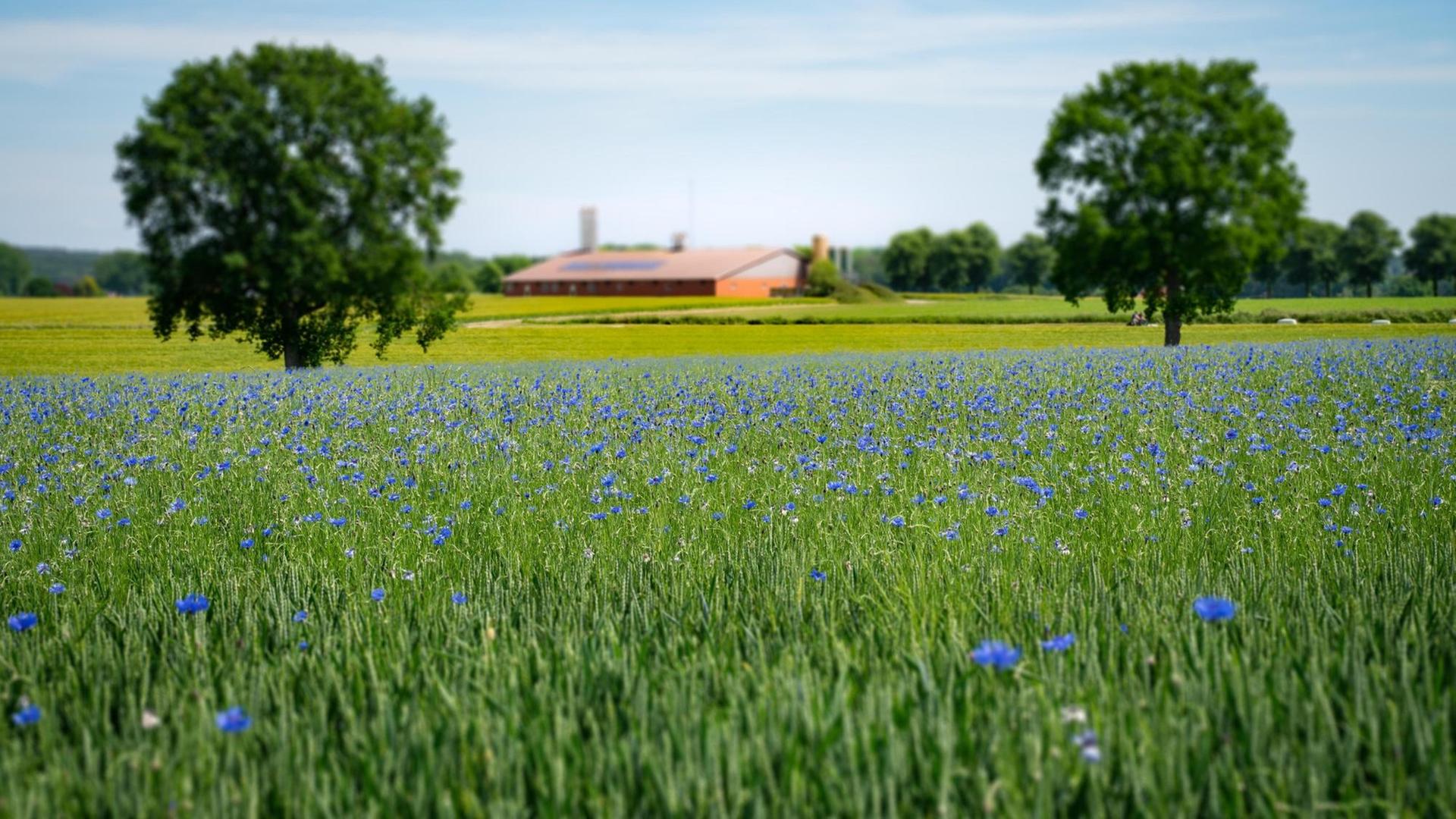 In und an vielen Getreidefeldern sieht man ab Anfang Juni etliche Wildblumen blühen - wie etwa Kornblume, Mohn und Kamille. In und an vielen Getreidefeldern sieht man ab Anfang Juni etliche Wildblumen blühen - wie etwa Kornblume, Mohn und Kamille.