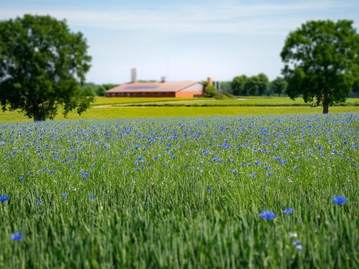 In und an vielen Getreidefeldern sieht man ab Anfang Juni etliche Wildblumen blühen - wie etwa Kornblume, Mohn und Kamille.