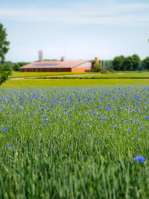 In und an vielen Getreidefeldern sieht man ab Anfang Juni etliche Wildblumen blühen - wie etwa Kornblume, Mohn und Kamille.