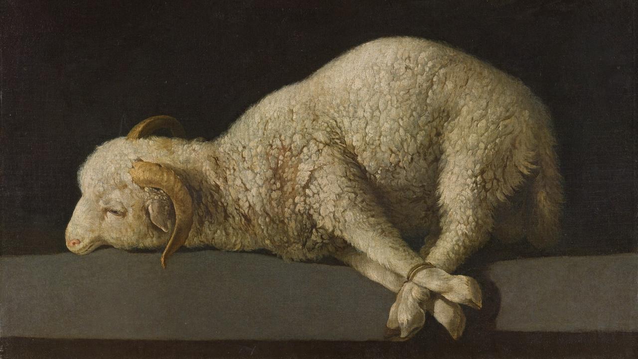 Ein Ölgemälde von Zurbarán: Ein Schaf liegt mit zusammengebunden Hufen auf der Erde. Ein Ölgemälde von Zurbarán: Ein Schaf liegt mit zusammengebunden Hufen auf der Erde.