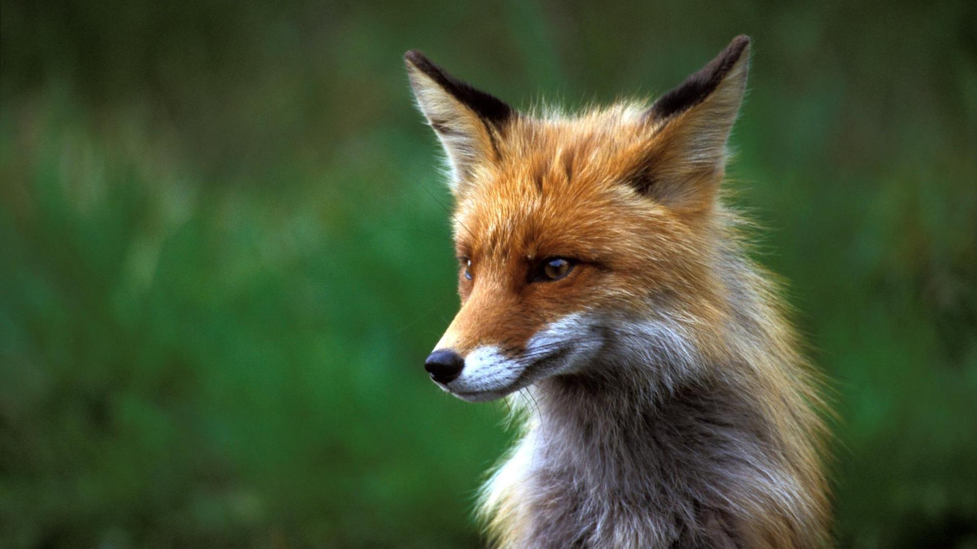 Ein Fuchs (vulpes vulpes), aufgenommen in Narvik in Norwegen. Foto: Hinrich Bäsemann +++(c) dpa - Report+++ | Verwendung weltweit Ein Fuchs (vulpes vulpes), aufgenommen in Narvik in Norwegen. Foto: Hinrich Bäsemann +++(c) dpa - Report+++ | Verwendung weltweit
