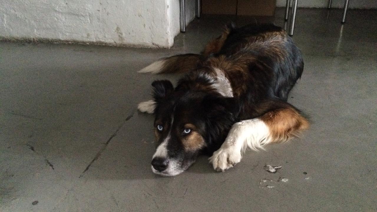 Bürohund Dino Bürohund Dino