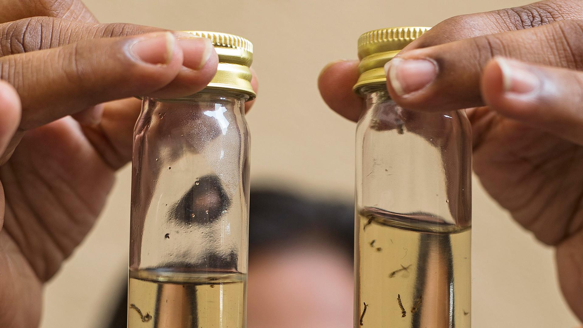 Eine Wissenschaftlerin hält zwei Glasröhrchen in die Höhe, darin schwimmen Larven der Asiatischen Tigermücke. Eine Wissenschaftlerin hält zwei Glasröhrchen in die Höhe, darin schwimmen Larven der Asiatischen Tigermücke.