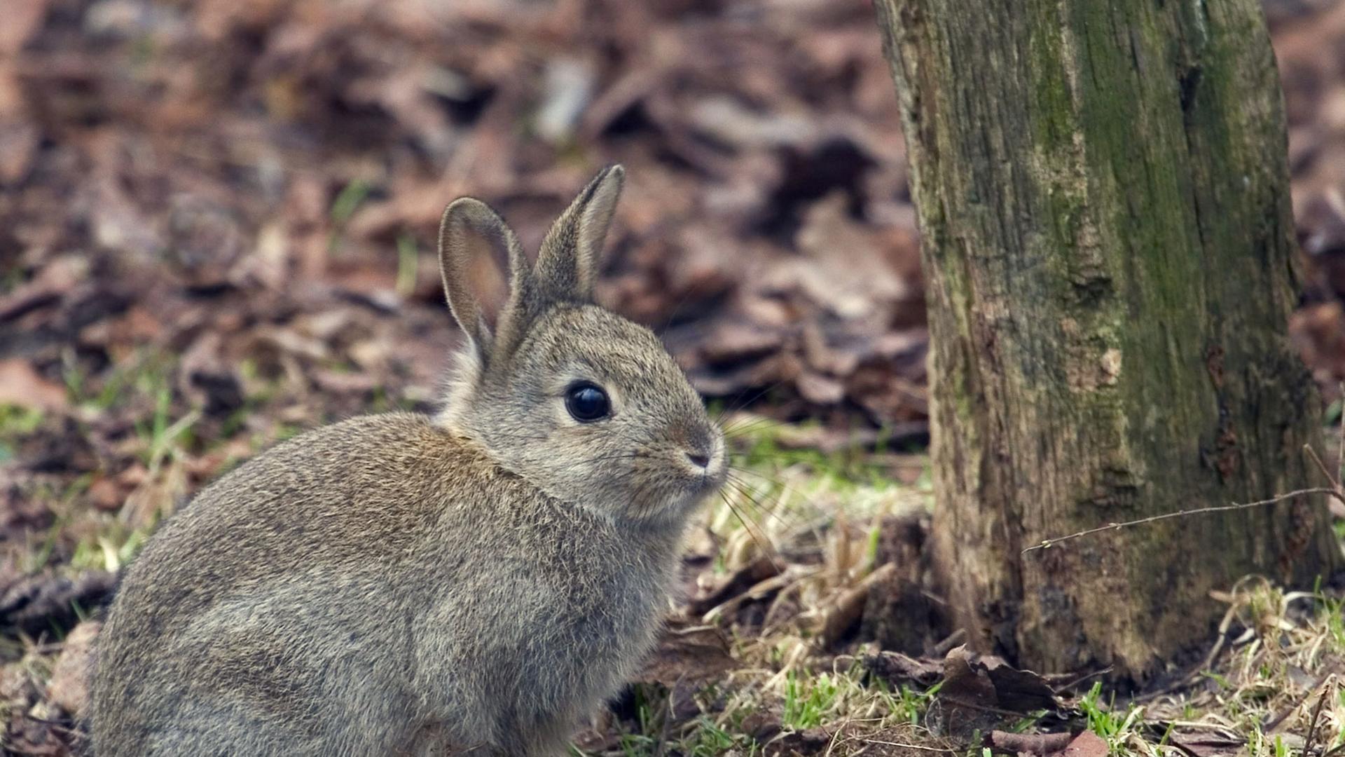 Ein junges europäisches Wildkaninchen Ein junges europäisches Wildkaninchen