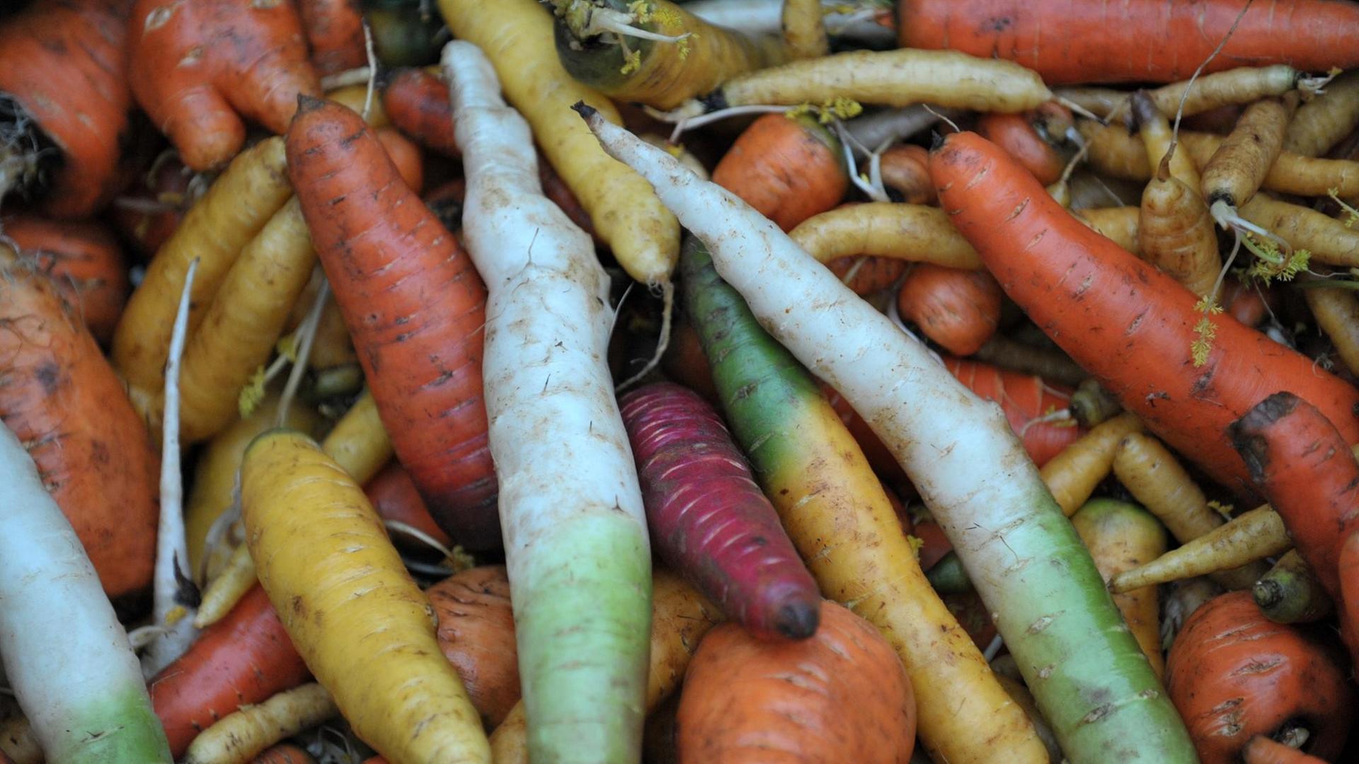 Verschiedenfarbige Möhren und Rüben der Sorte Ochsenherz in einer bunt zusammengestellten Kiste Verschiedenfarbige Möhren und Rüben der Sorte Ochsenherz in einer bunt zusammengestellten Kiste