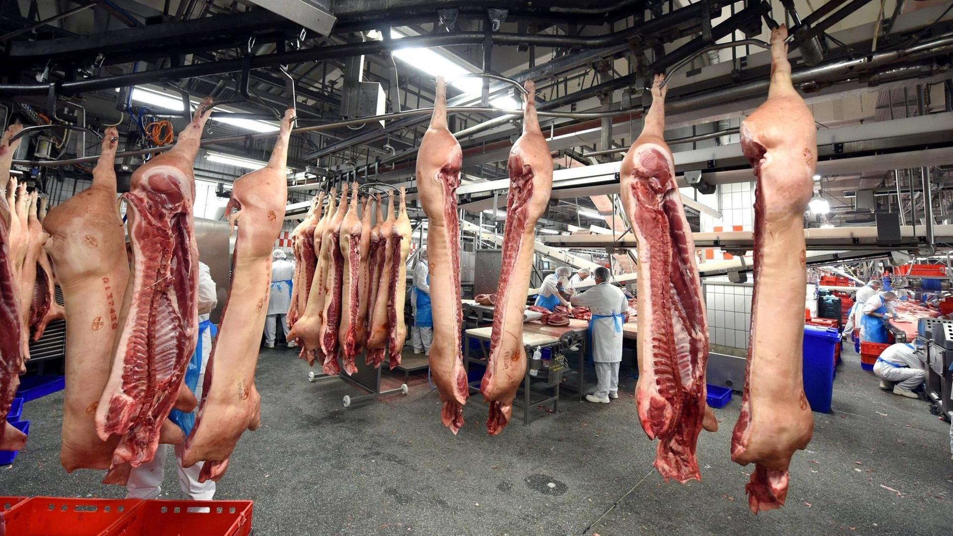 Arbeiter stehen zwischen aufgehangenen Schweinehälften im Werk von Tönnies in Rheda-Wiedenbrück. Arbeiter stehen zwischen aufgehangenen Schweinehälften im Werk von Tönnies in Rheda-Wiedenbrück.
