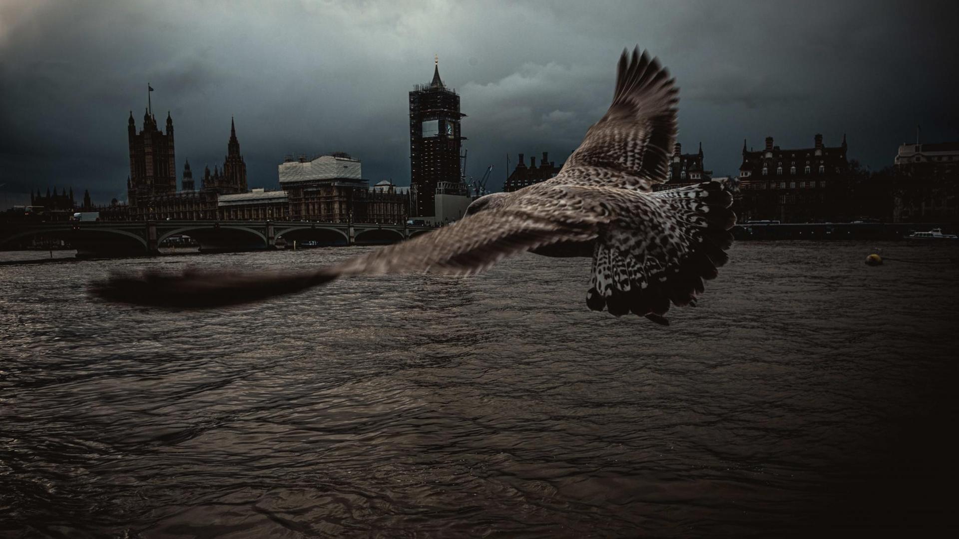 Ein Raubvogel fliegt am Palace of Westminster vorbei. Ein Raubvogel fliegt am Palace of Westminster vorbei.