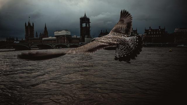 Ein Raubvogel fliegt am Palace of Westminster vorbei.