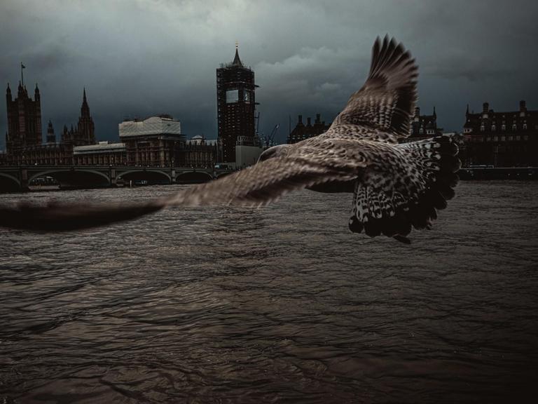 Ein Raubvogel fliegt am Palace of Westminster vorbei.