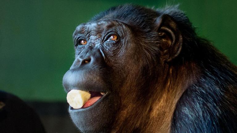 Ein Schimpanse mit einem Bananenstück im Mund