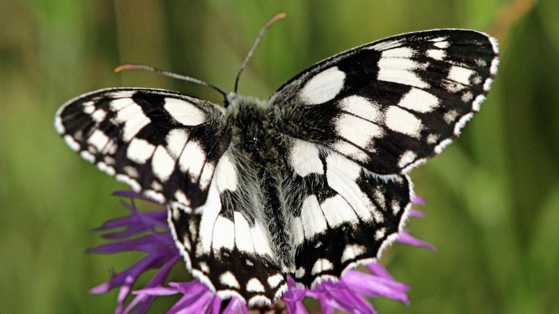 Insekten/ Schmetterlinge - Schachbrett-Falter, Melanargia galathea (Satyridae) | Verwendung weltweit Insekten/ Schmetterlinge - Schachbrett-Falter, Melanargia galathea (Satyridae) | Verwendung weltweit
