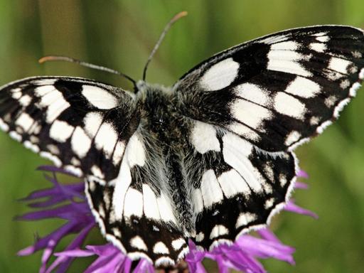 Insekten/ Schmetterlinge - Schachbrett-Falter, Melanargia galathea (Satyridae) | Verwendung weltweit