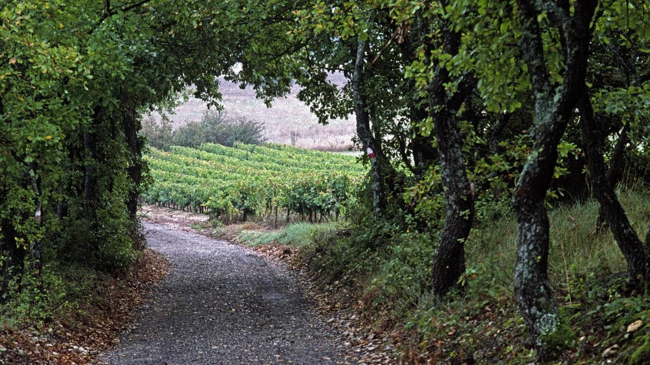 Weg auf einem Weinberg in der Provence