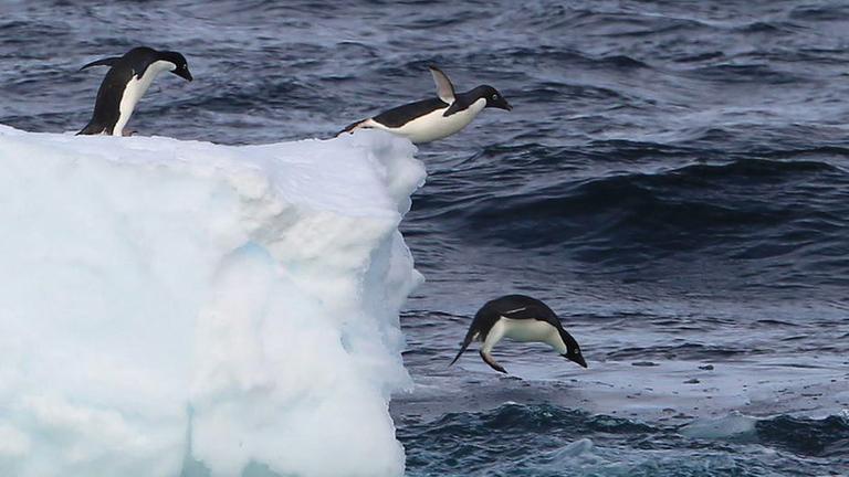 Pinguine in der Antarktis Pinguine in der Antarktis