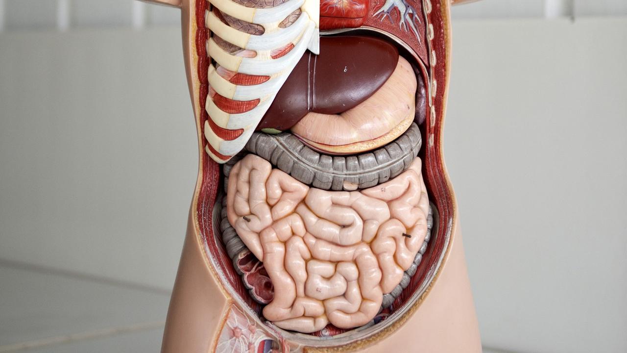 Das Anatomische Modell eines Menschen, aufgenommen in der Medizinischen Hochschule Hannover (MHH) Das Anatomische Modell eines Menschen, aufgenommen in der Medizinischen Hochschule Hannover (MHH)