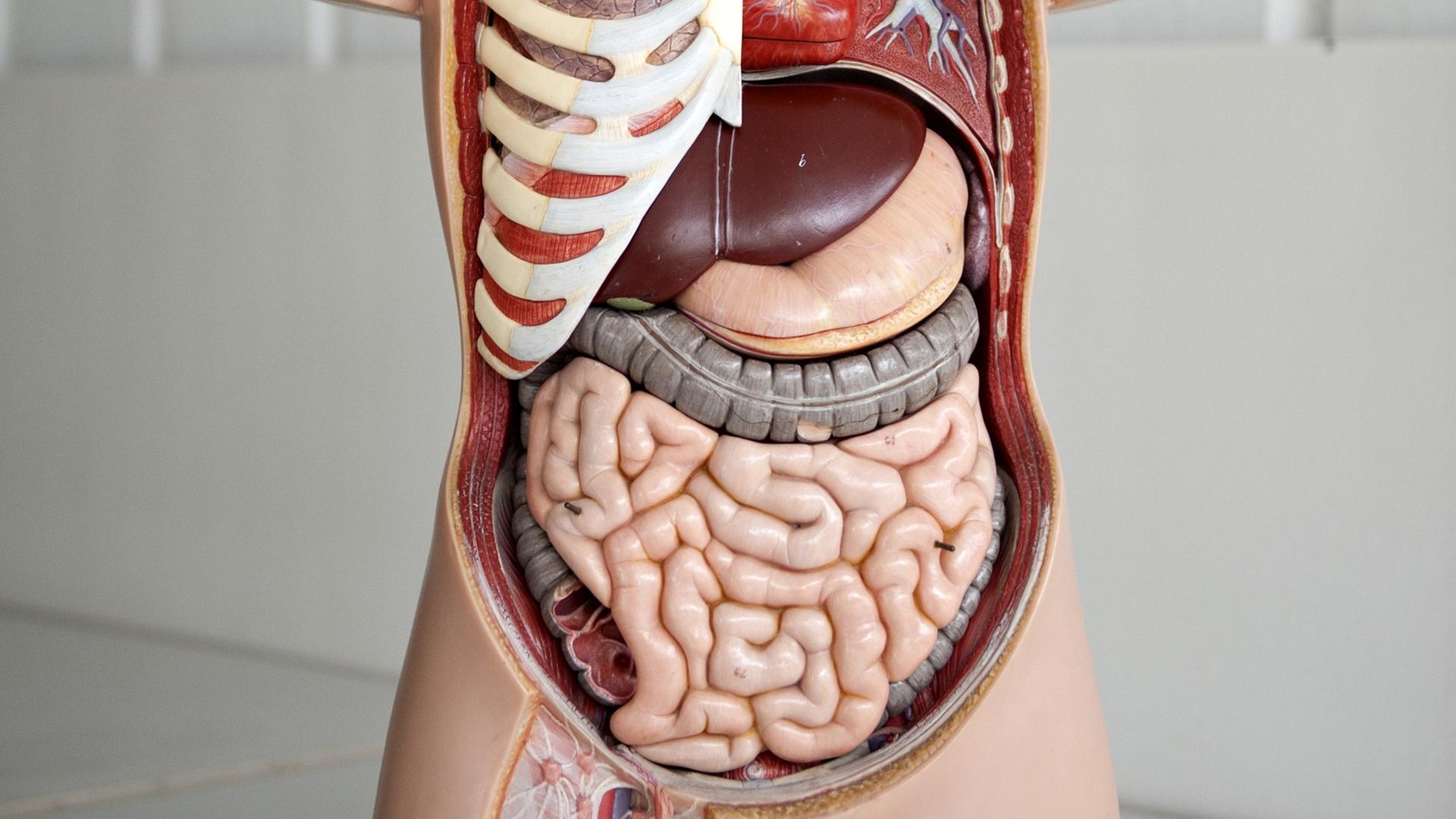 Das Anatomische Modell eines Menschen, aufgenommen in der Medizinischen Hochschule Hannover (MHH) Das Anatomische Modell eines Menschen, aufgenommen in der Medizinischen Hochschule Hannover (MHH)