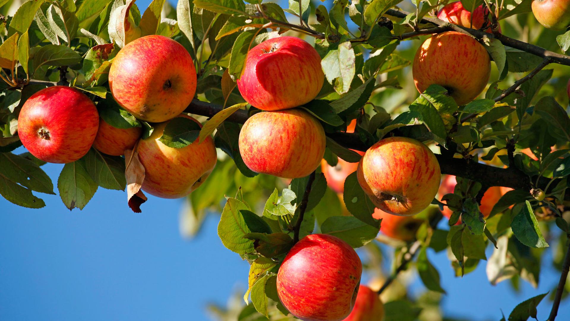 Reife, rote Bio-Äpfel hängen an einem Baum auf einer Obstwiese in Bad Vilbel, bei Frankfurt Main, am 16.09.2012 Reife, rote Bio-Äpfel hängen an einem Baum auf einer Obstwiese in Bad Vilbel, bei Frankfurt Main, am 16.09.2012