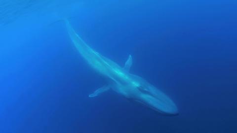 Ein Blauwal (Balaenoptera musculus), das größte Tier der Welt, unter Wasser gesehen nahe der Azoren, Portugal.
